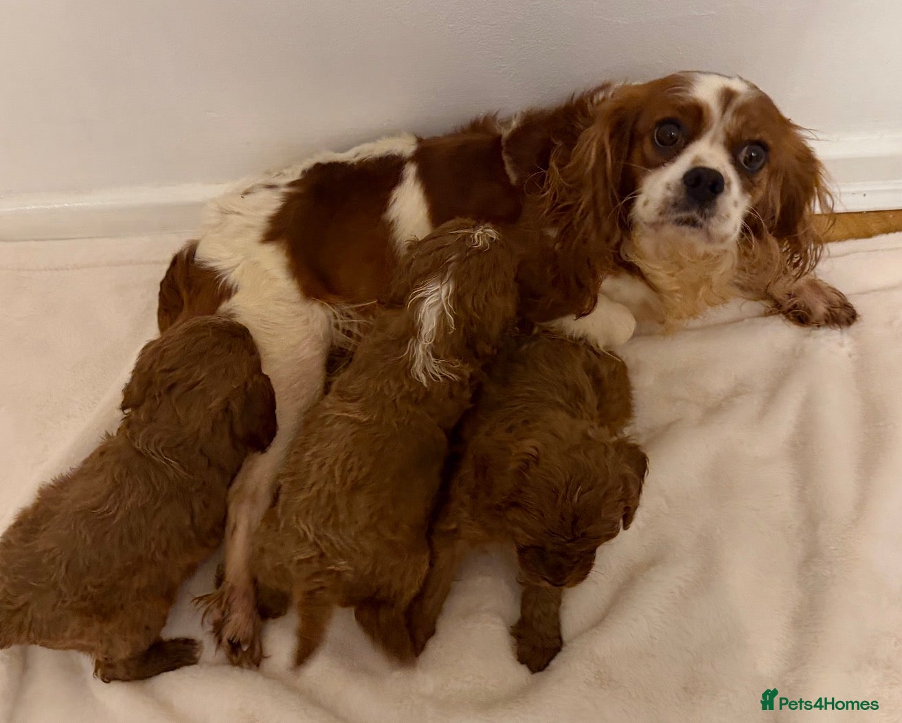 Cavapoo dogs F1 cavapoo puppies fully health tested - Advert 2
