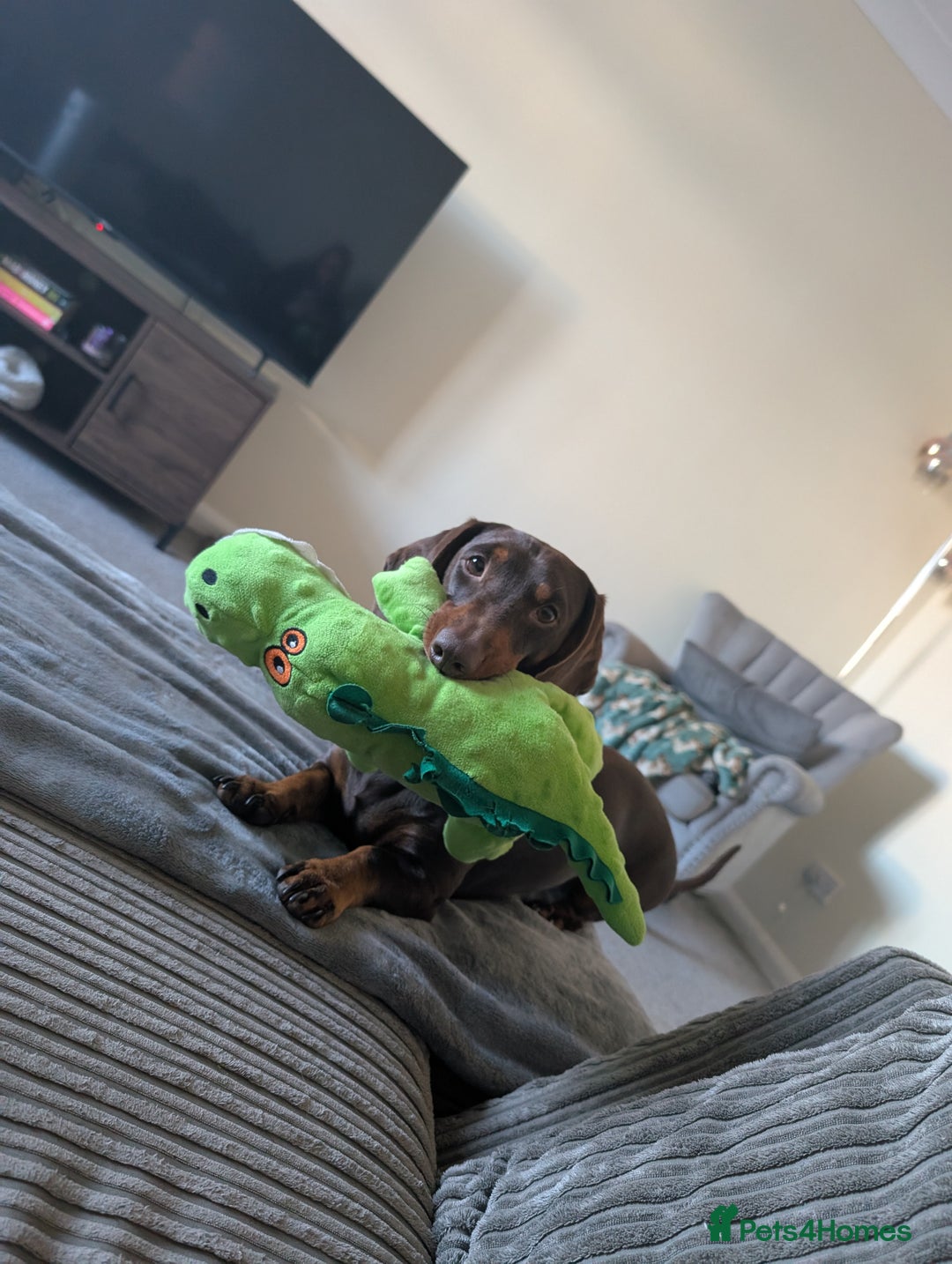 Dachshund dogs for sale: Slinky  - Image 4