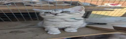 British Shorthair cats for sale: Full British shorthairs kittens READY NOW! - Advert 5