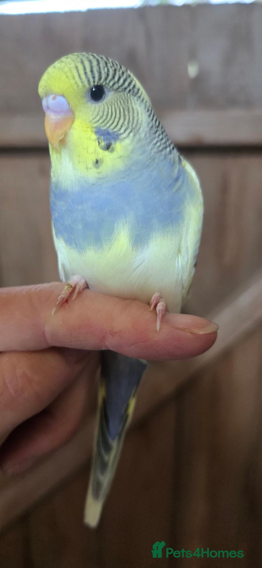 Budgerigars birds Gorgeous Baby Budgies - Advert 1