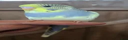Budgerigars birds for sale: Gorgeous Baby Budgies - Advert 1