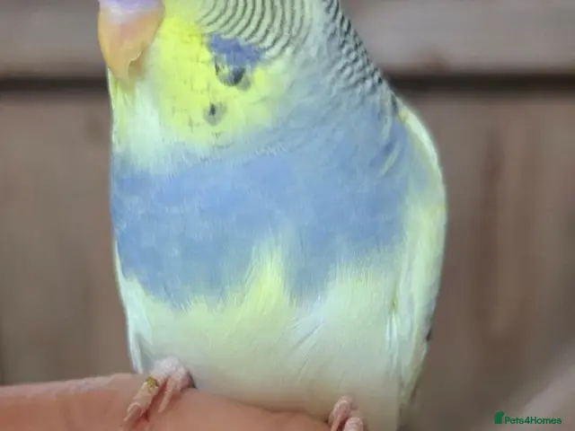 Budgerigars birds Gorgeous Baby Budgies - Advert 1