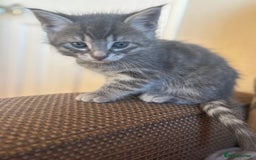 British Shorthair cats for sale: 3 male, 2 female British shorthair - Advert 5