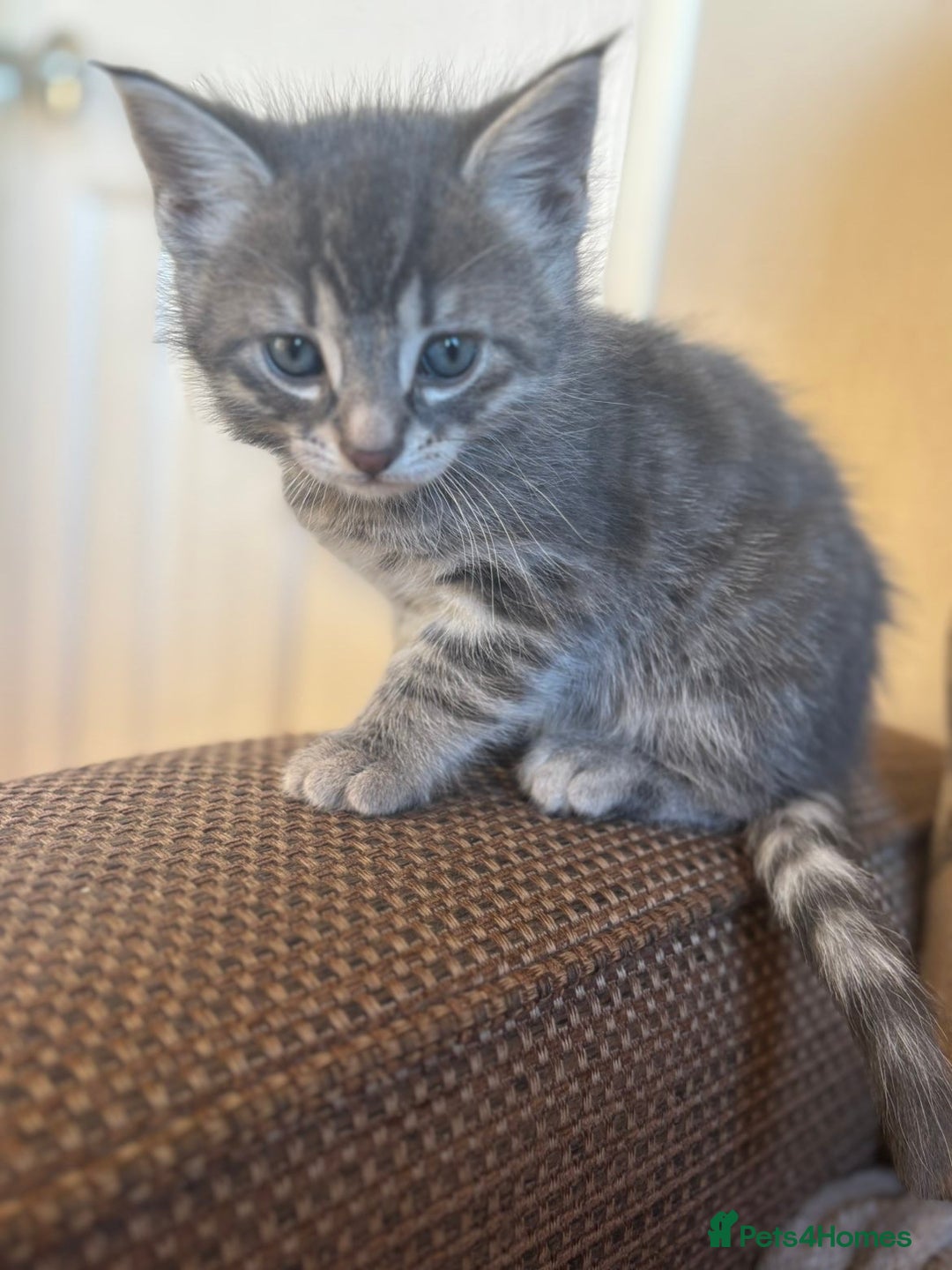 British Shorthair cats for sale: 3 male, 2 female British shorthair - Advert 5