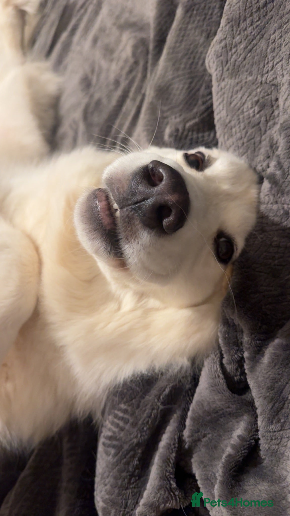 German Shepherd dogs Luna  - Advert 2