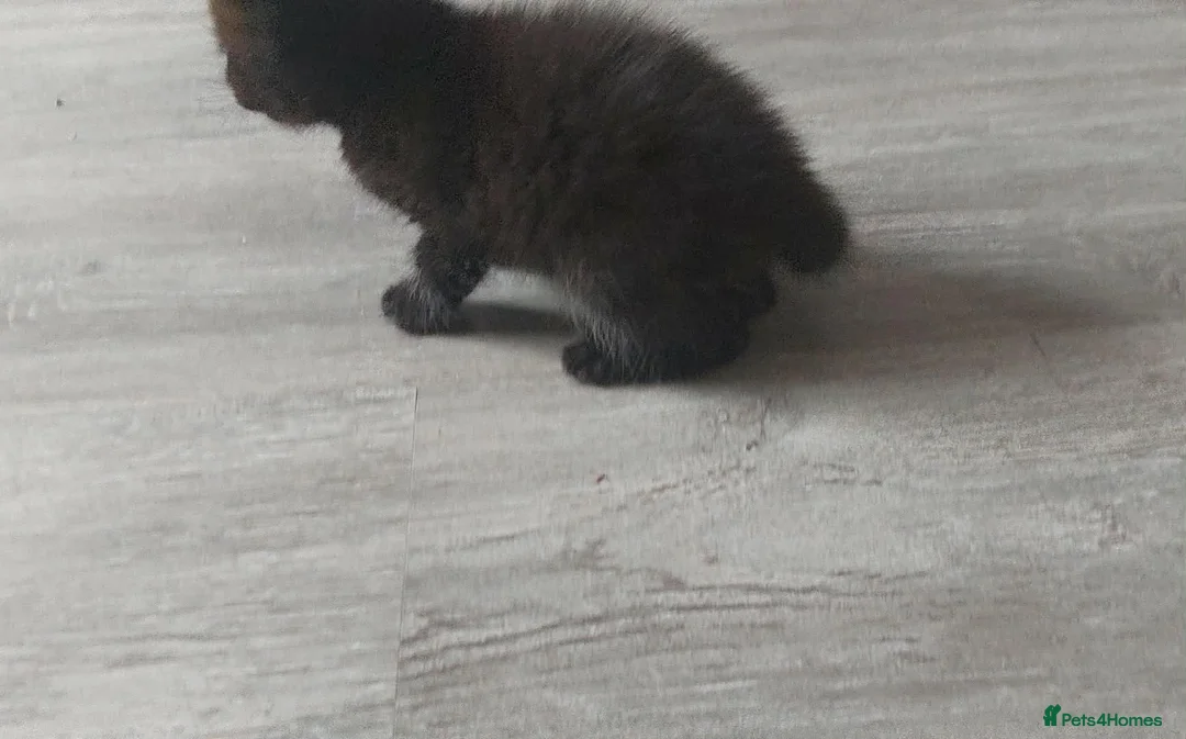 Mixed Breed cats for sale: Last male kitten  - Advert 3