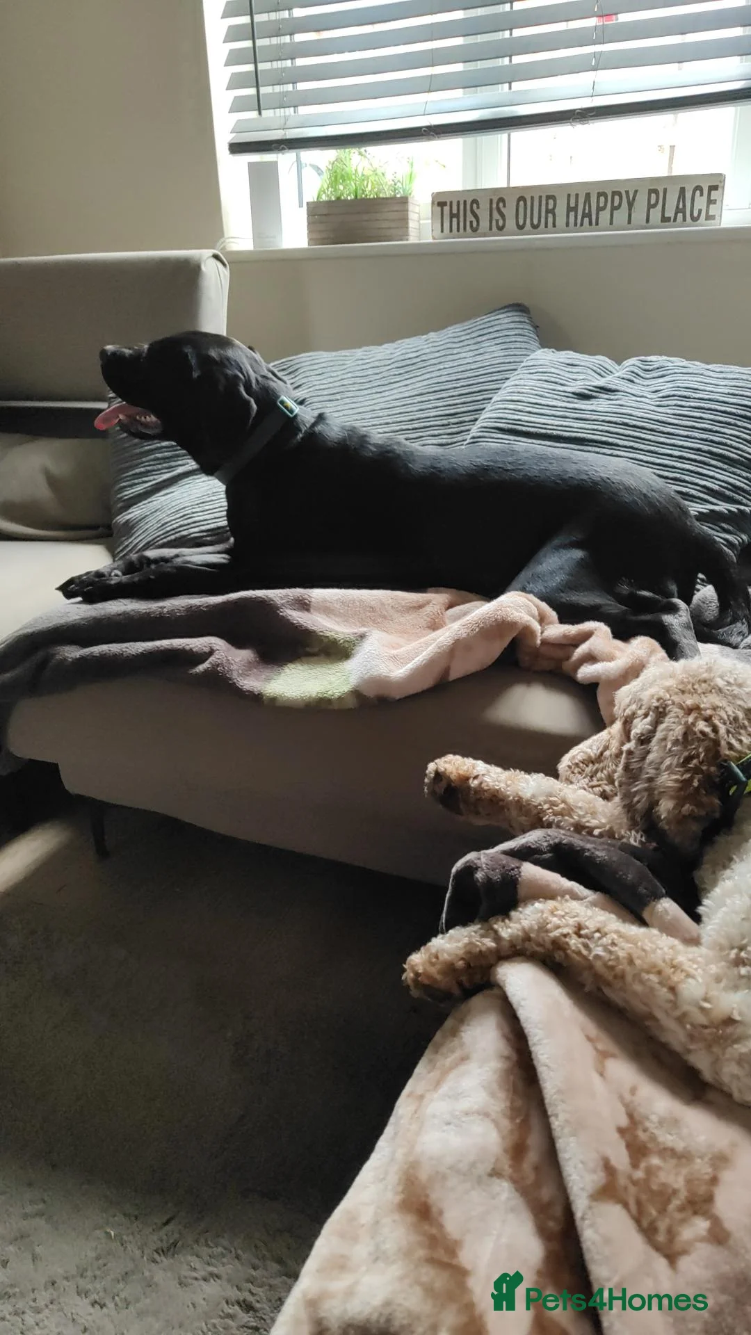 Labrador Retriever dogs for sale: Lunah my 2 year old black Labrador  - Advert 2