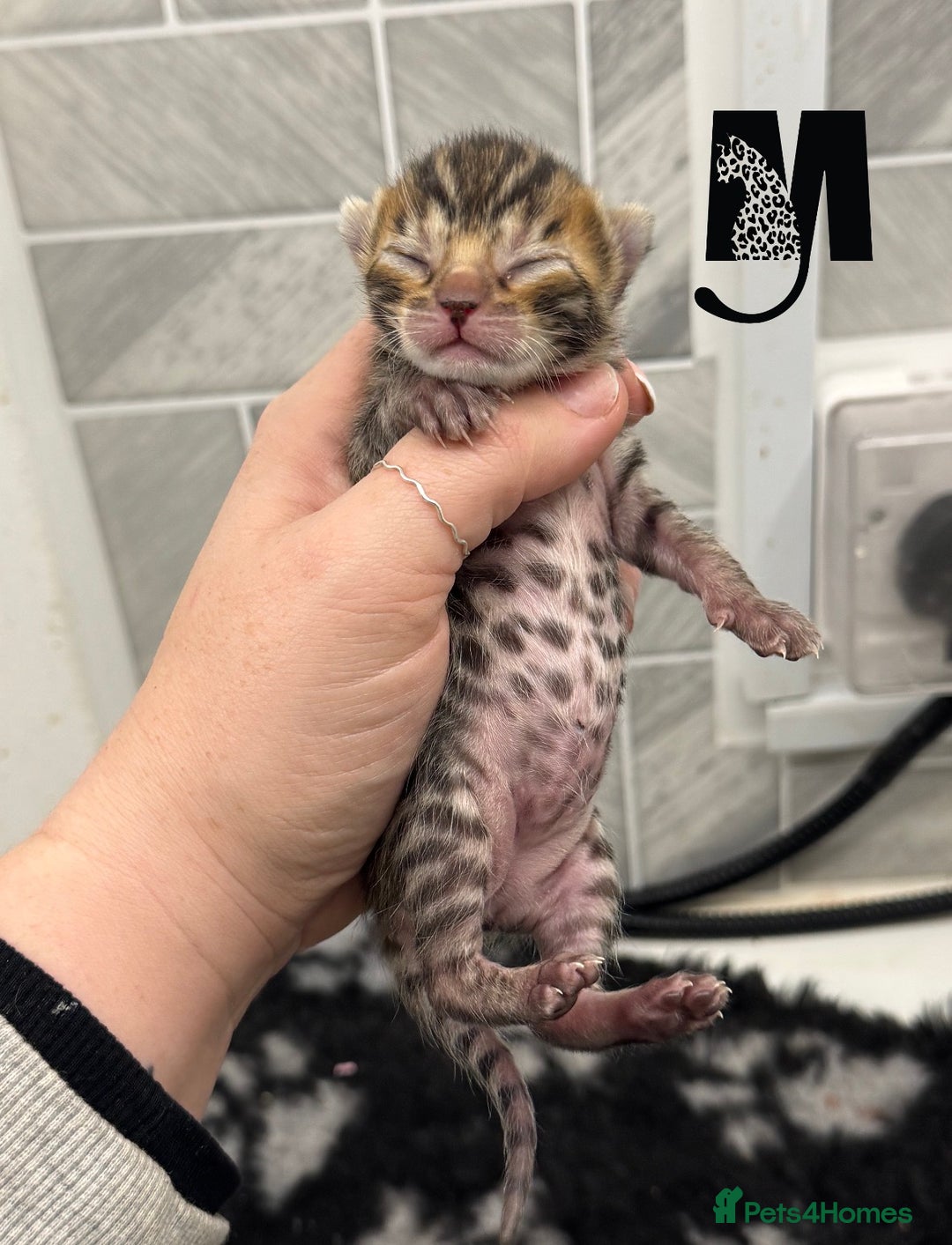 Bengal cats for sale: Snow Lynx Bengal Kittens Available for Reservation - Advert 5