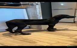 Great Dane dogs for sale: 2 beautiful black Great Danes - Image 3