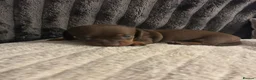 Miniature Dachshund dogs for sale: Miniature Dachshund Puppies - Advert 7