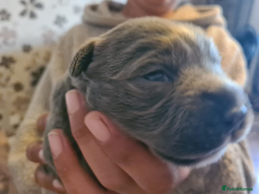 Staffordshire Bull Terrier dogs for sale: Staffy pups beautiful.. Girls avaliable  - Image 9