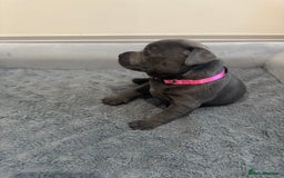 Staffordshire Bull Terrier dogs for sale: Champion sired blue Staffy pups - Image 2