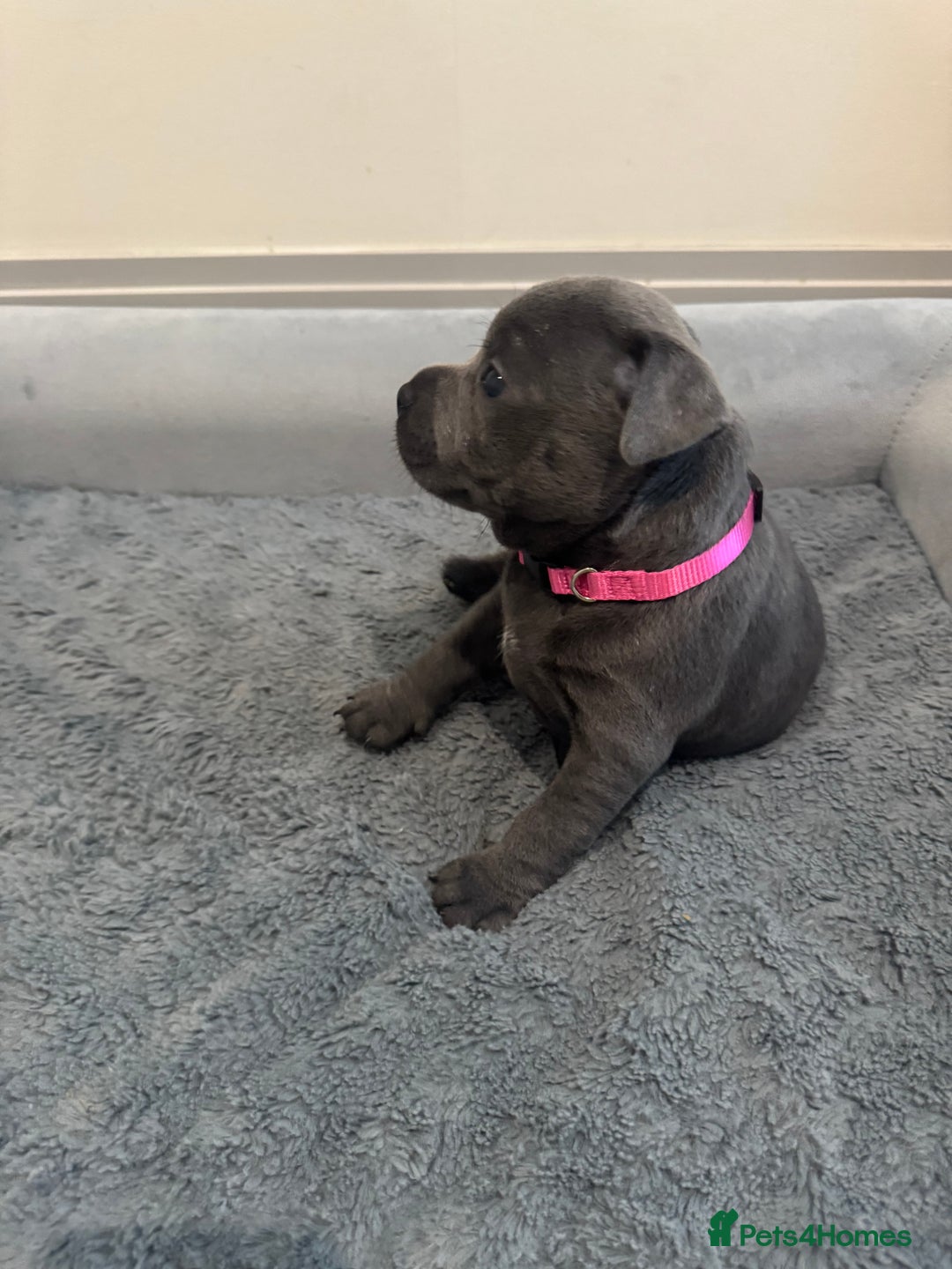 Staffordshire Bull Terrier dogs for sale: Champion sired blue Staffy pups - Image 2