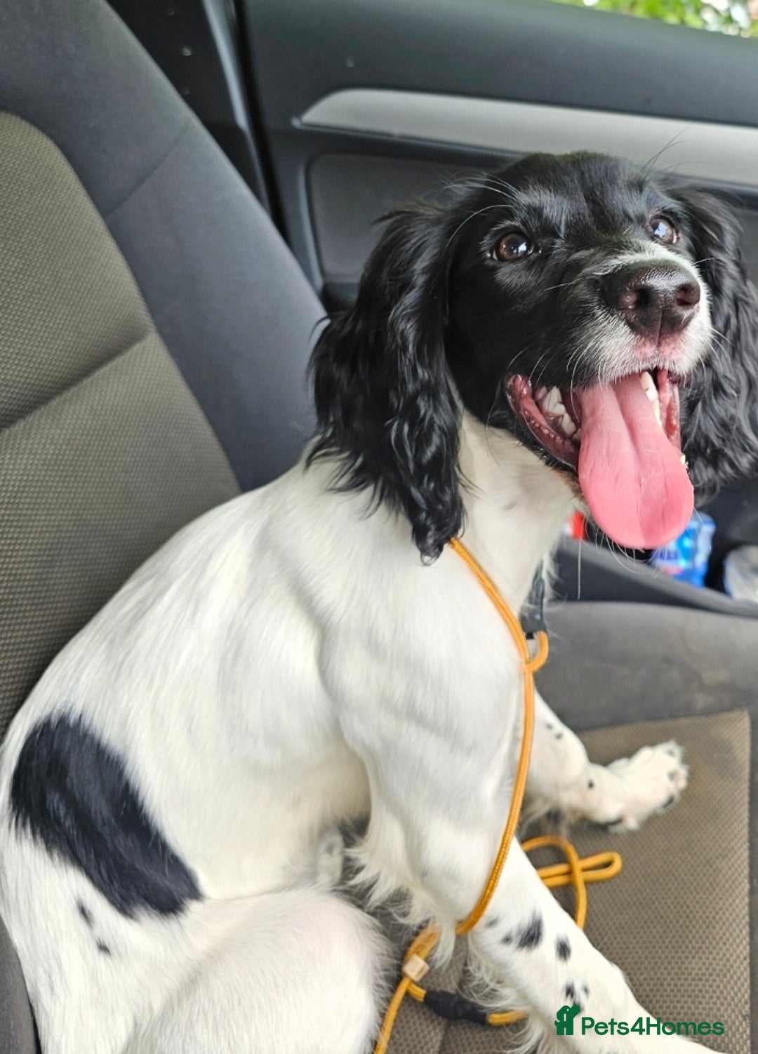 English Springer Spaniel dogs for sale: Rehoming Springer  - Advert 2