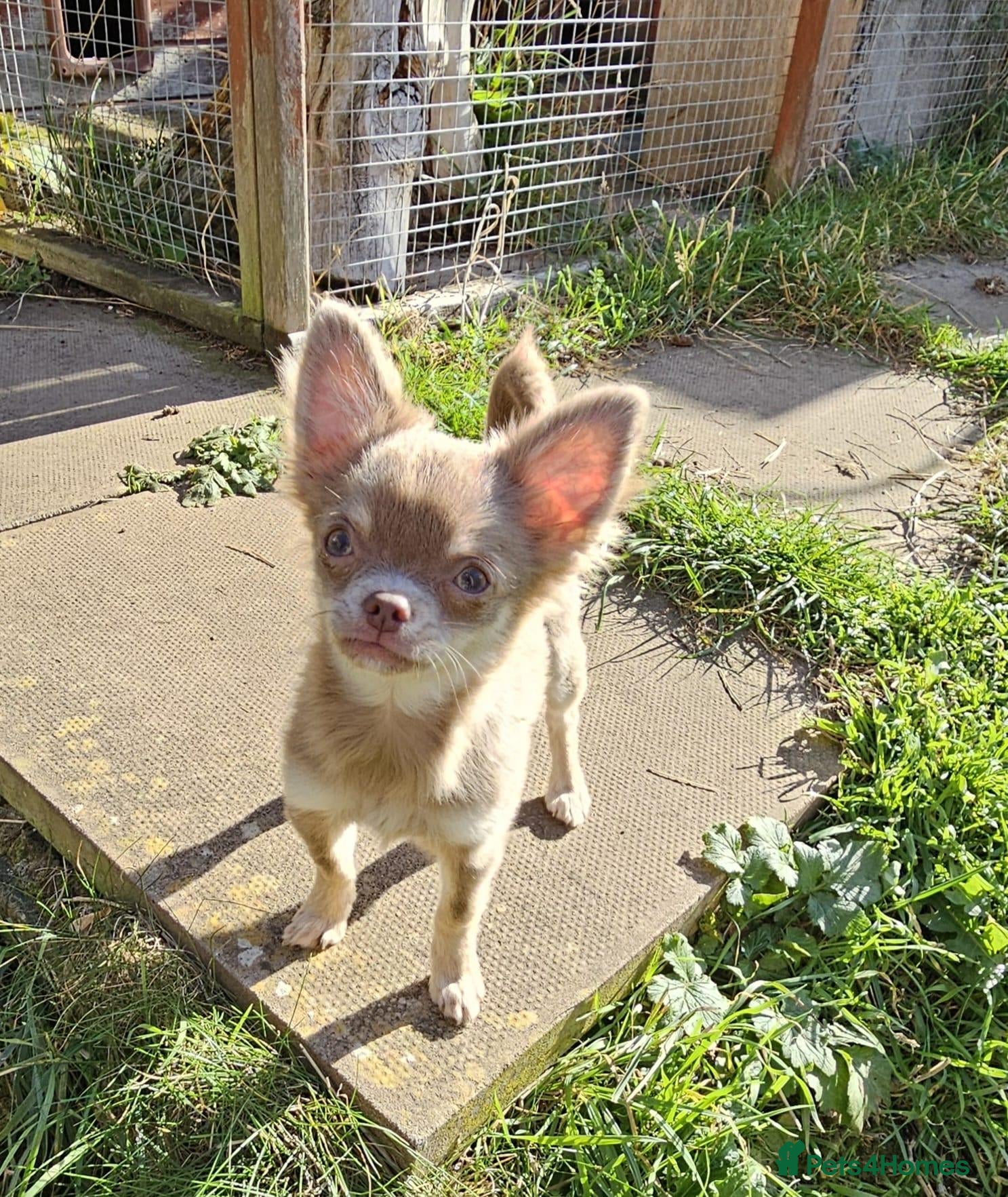 Chihuahua dogs Tiny KC Reg Lilac DNA Clear Chihuahua puppies  - Advert 8