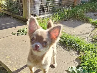 Chihuahua dogs Tiny KC Reg Lilac DNA Clear Chihuahua puppies - Advert 1