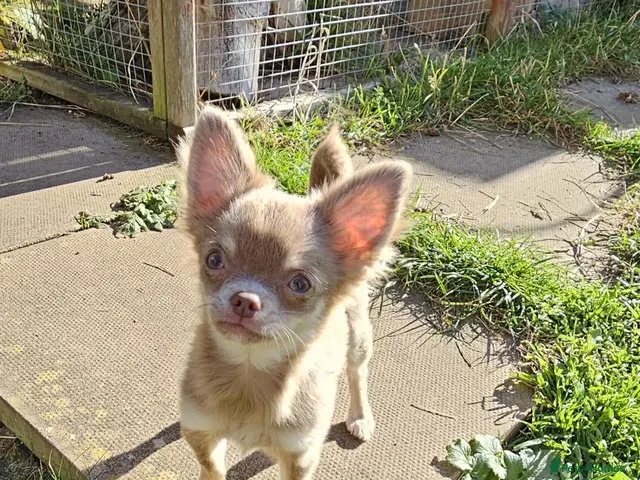 Chihuahua dogs Tiny KC Reg Lilac DNA Clear Chihuahua puppies - Advert 5