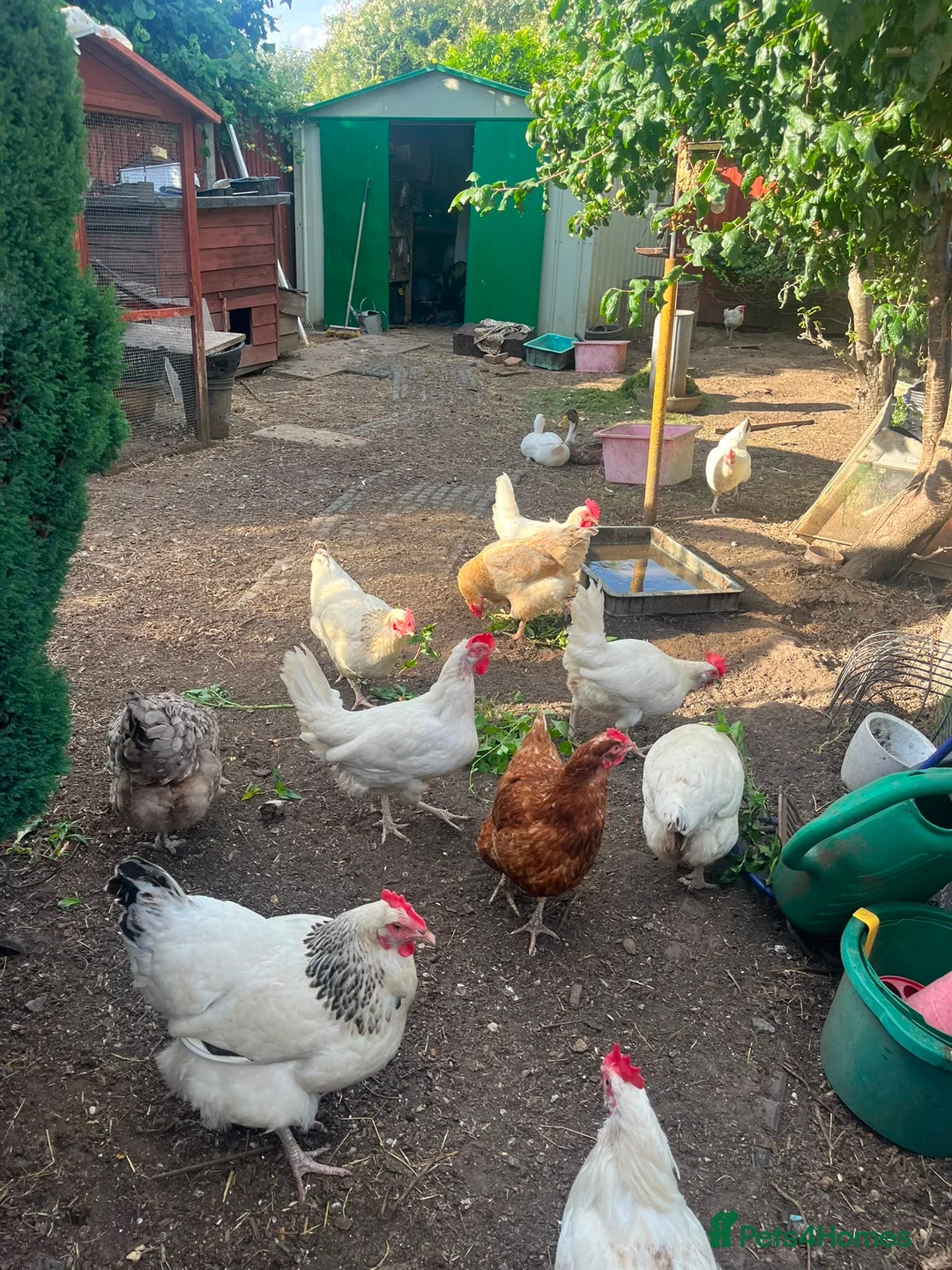 Chickens poultry for sale: Laying hens in Leighton Buzzard - Advert 1