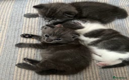 Russian Blue cats for sale: Kittens half Russian Blue - Image 6