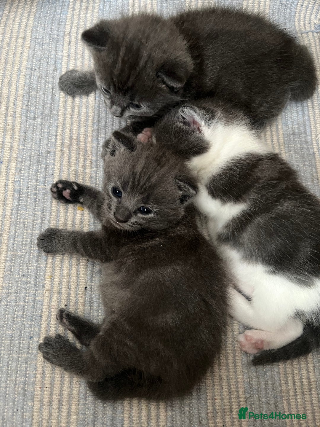 Russian Blue cats for sale: Kittens half Russian Blue - Image 6