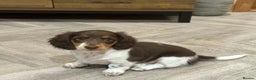 Miniature Dachshund dogs for stud: Piebald miniature Dachshund kc registered  in Blackburn - Advert 29