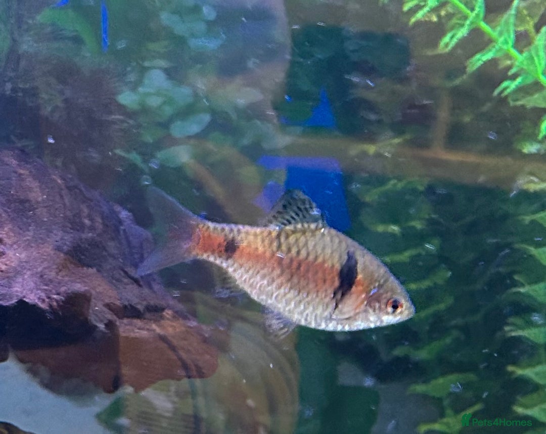 Other/Mixed Breed fish for sale: Tropical fish  - Image 3