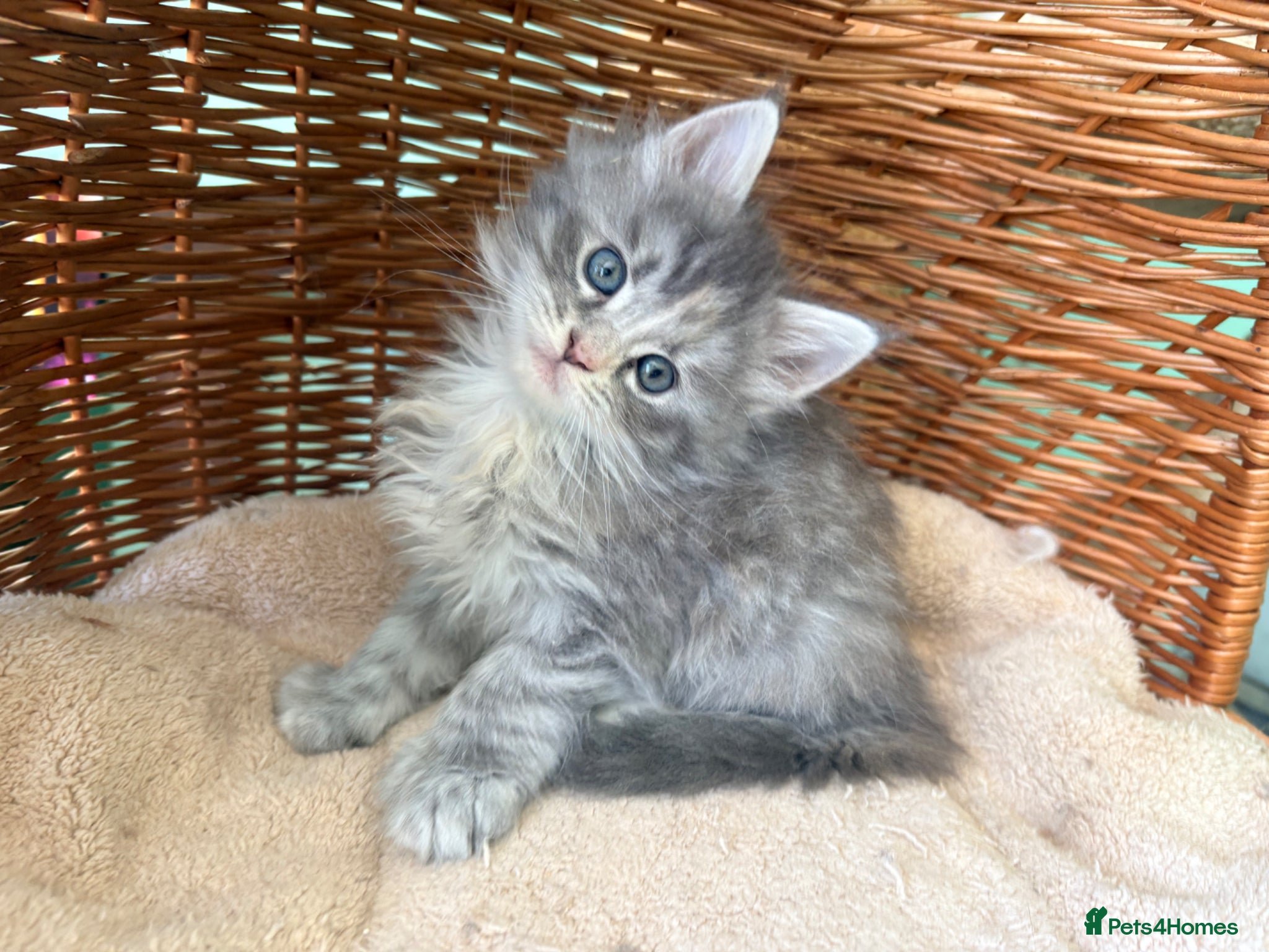 Maine Coon cats Tica registered 3 female mainecoons left,  polys - Advert 1