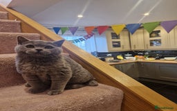 British Shorthair cats for sale: One kitten left British Blue Boy - Image 4