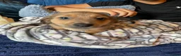 Jackshund dogs for sale: Gorgeous jackshaund puppy  - Advert 6