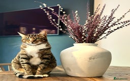 Bengal cats for sale: Beautiful Bengal/Tuxedo Cats  - Image 5