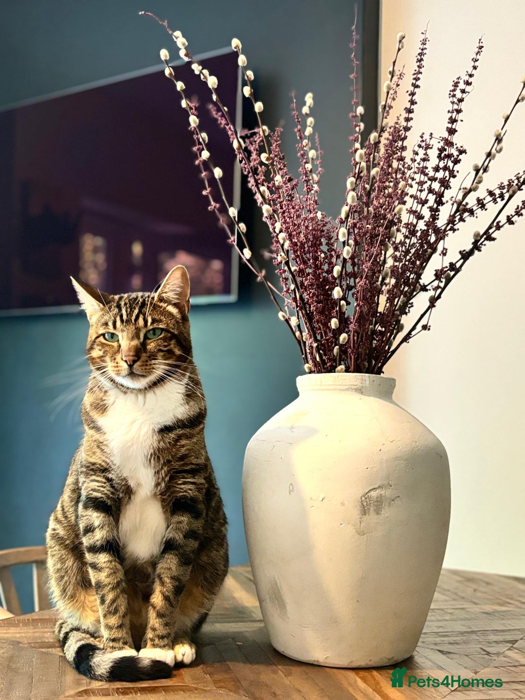 Bengal cats for sale: Beautiful Bengal/Tuxedo Cats  - Image 5