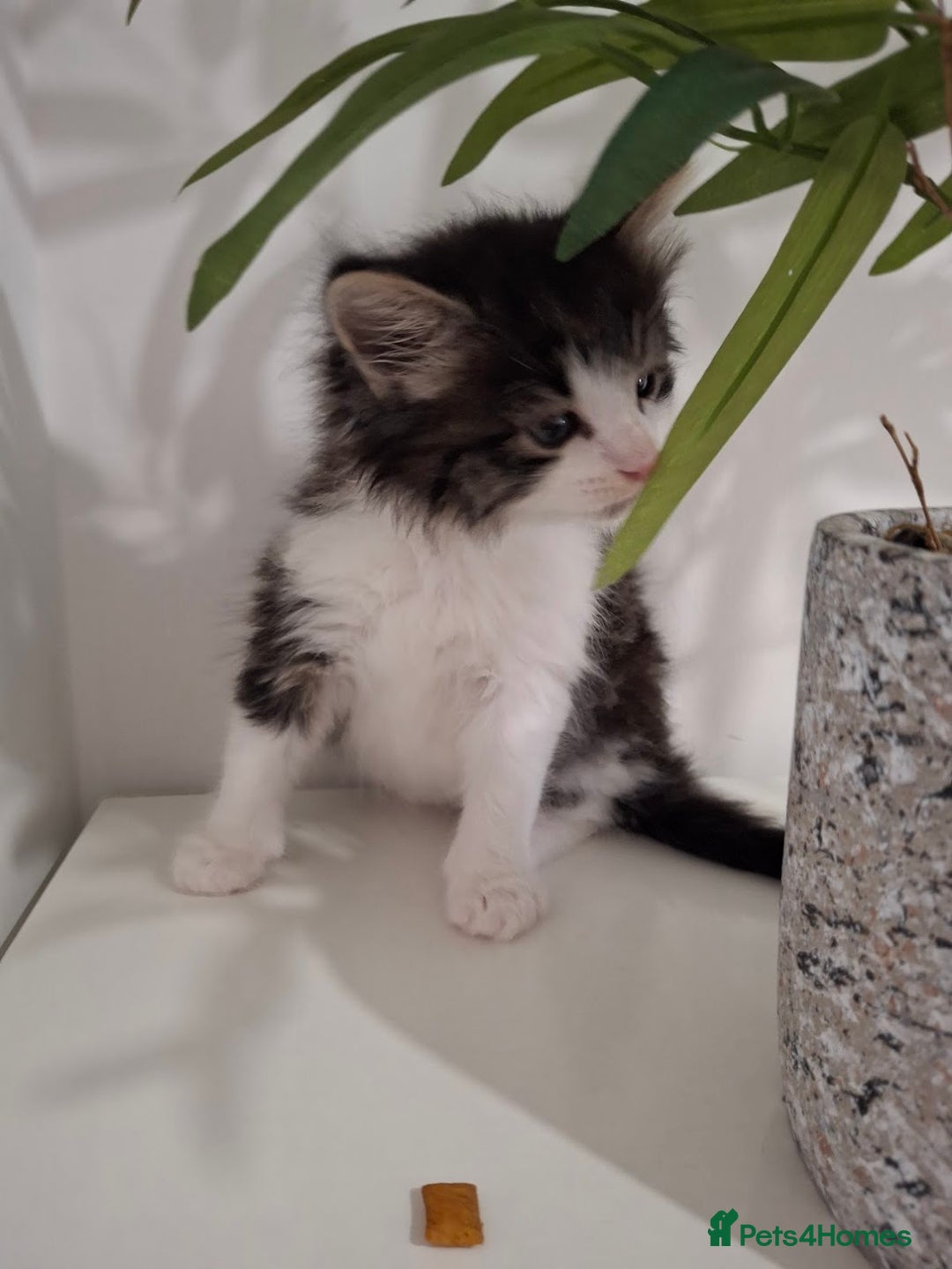 Maine Coon cats for sale: Beautiful Part Maine Coon Male Kitten - Image 9
