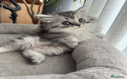 Persian cats for sale: 🐾Fluffy Chinchilla Persian kittens for Sale🐾 - Image 11