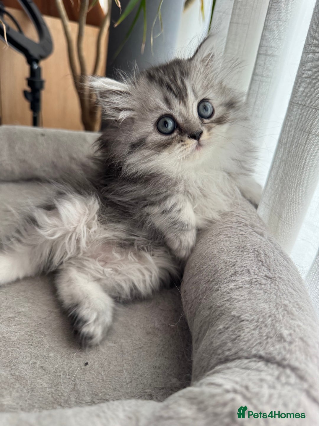 Persian cats for sale: 🐾Fluffy Chinchilla Persian kittens for Sale🐾 - Image 11