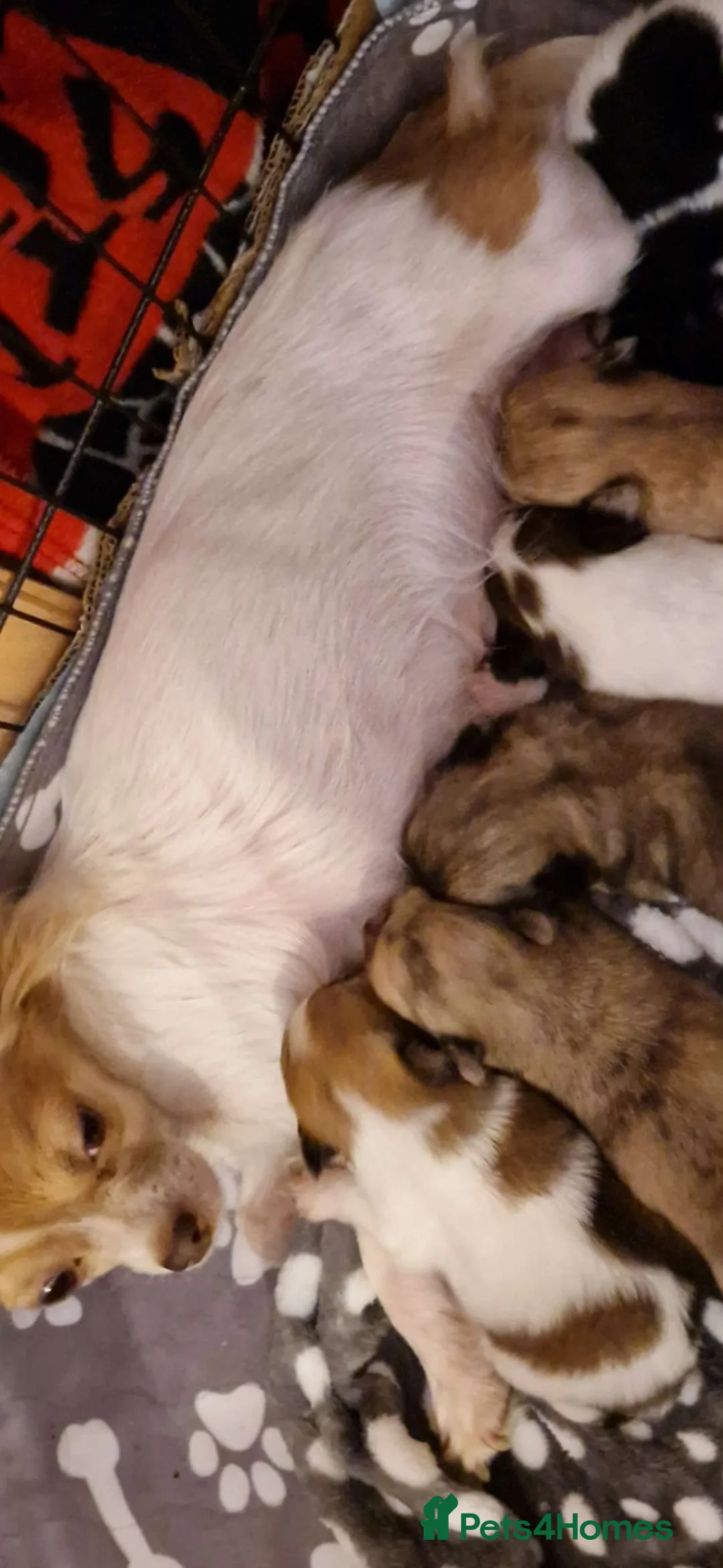 Pomchi dogs for sale: 6 Beautiful 3/4 chihuahua 1/4 pomeranian puppies, in Derby - Advert 7
