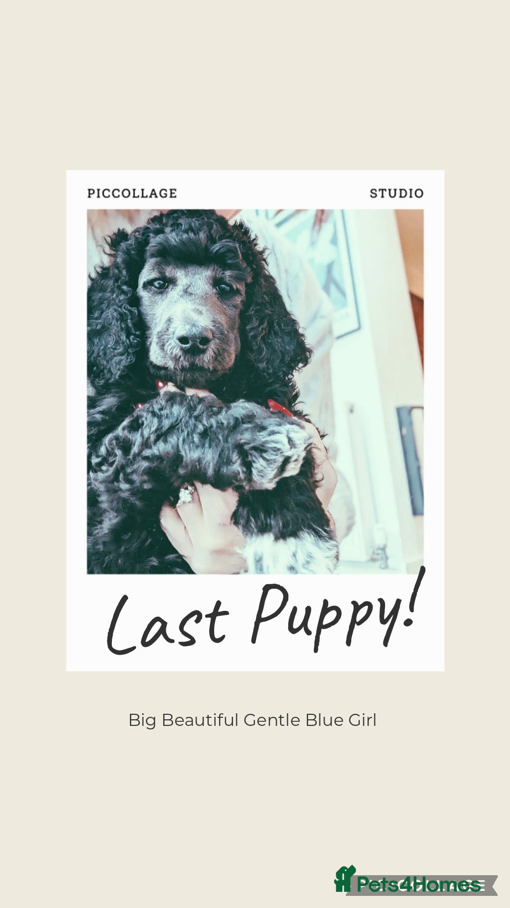 Standard Poodle dogs Silver/Blue, 7wks old, ready 21st Jan, KC Reg  - Advert 18