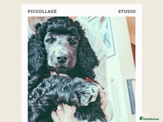 Standard Poodle dogs Silver/Blue, 7wks old, ready 21st Jan, KC Reg - Advert 4