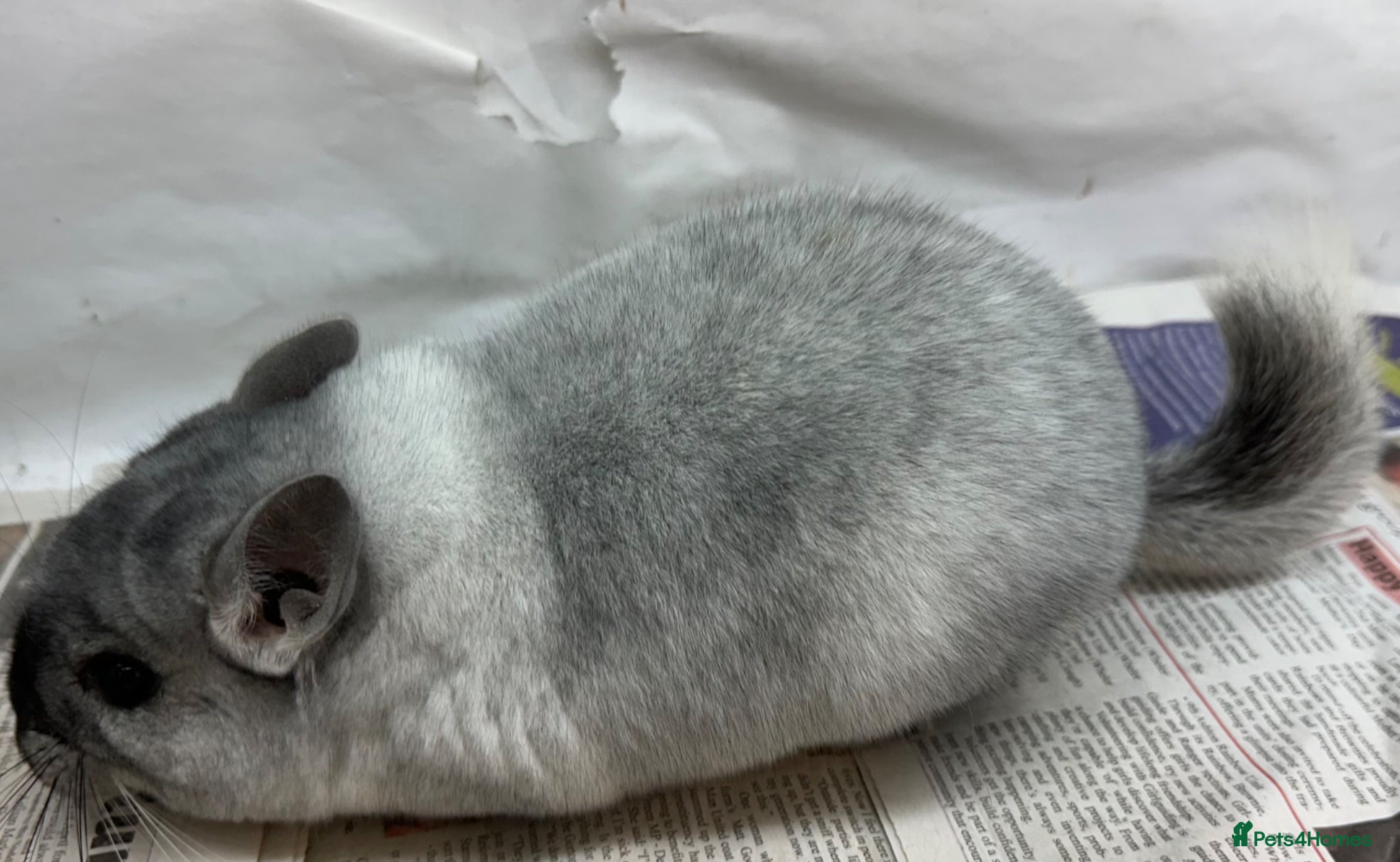 Chinchilla rodents Whitey, beautiful Wilson White boy.  Beauty spot! - Advert 1
