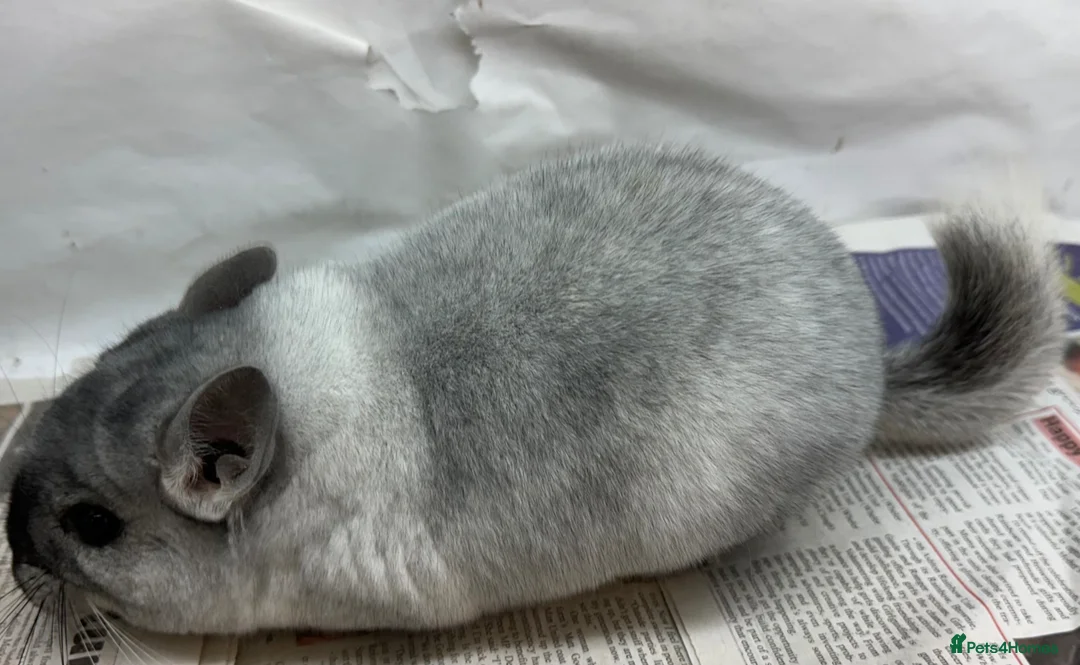 Chinchilla rodents for sale: Whitey, beautiful Wilson White boy.  Beauty spot! - Advert 1