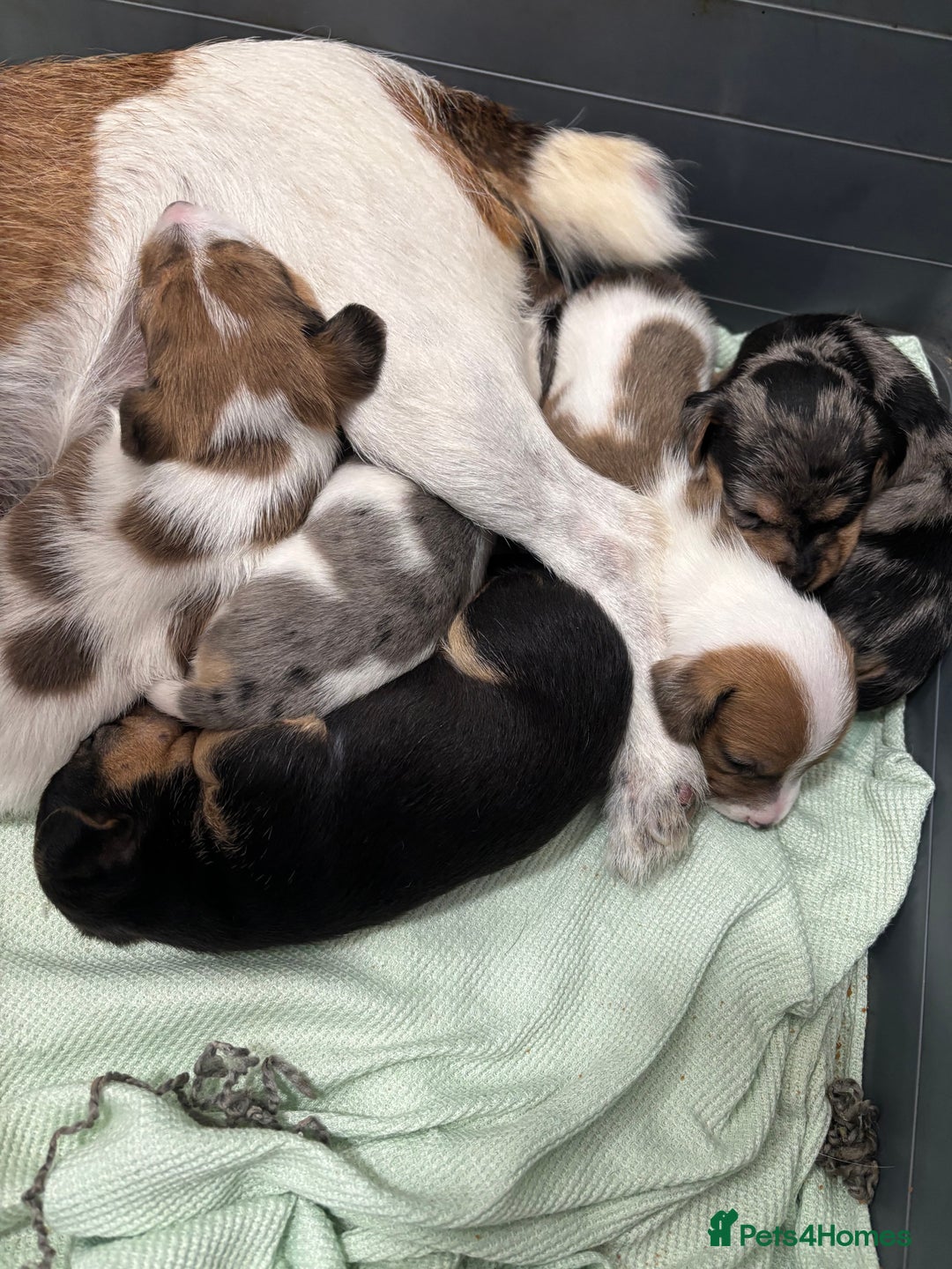 Jack Russell dogs for sale: Beautiful Jack russell puppies for sale  - Image 27