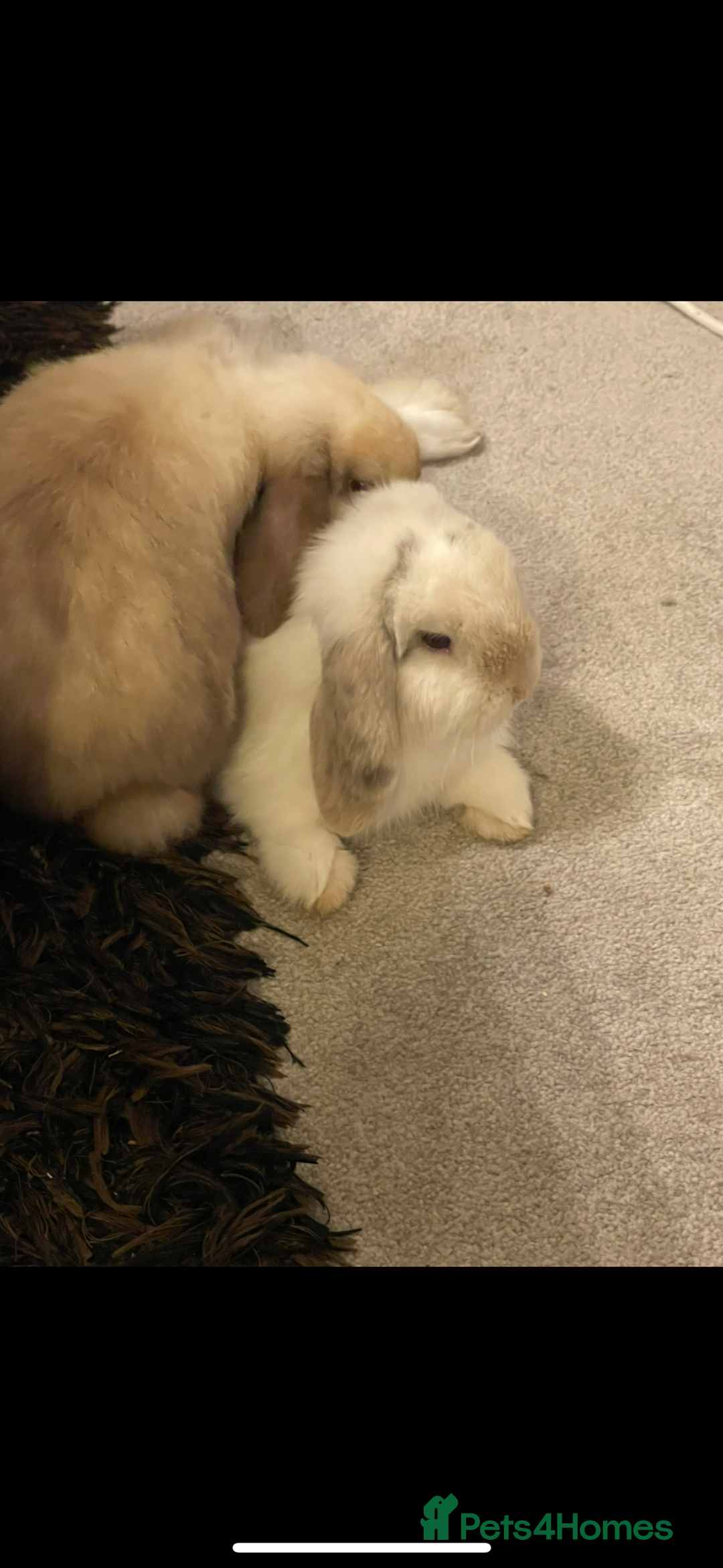 Mini Lop rabbits for sale: 2 male mini lops rabbits for sale - Advert 4