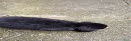 Mini Lop rabbits for sale: Mini lop/plush lop babies - Advert 15