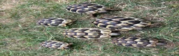 Hermann Tortoise reptiles for sale: Herman Tortoise 4 years (born 10/09/2022) - Advert 6