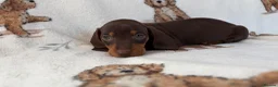 Dachshund dogs for sale: Dachshund puppies for sale  in Basildon - Advert 15