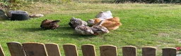 Chickens poultry for sale: Orpington Chickens For Sale in Looe - Advert 6