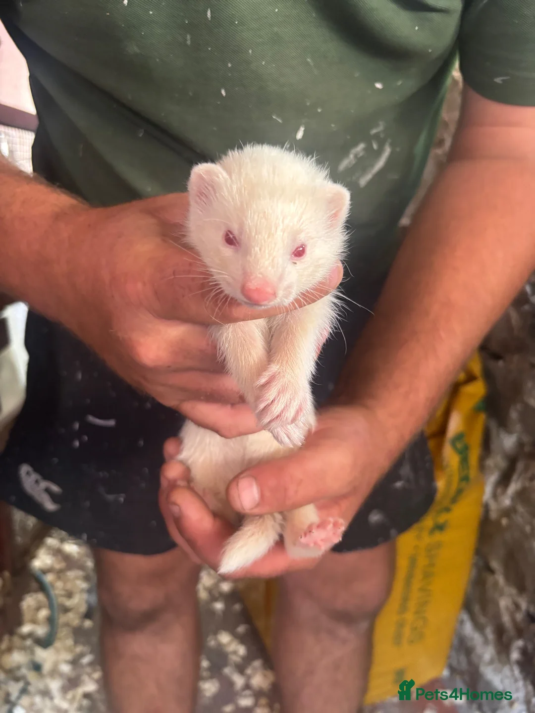 Ferret rodents for sale: Ferret kits  in Weston-super-Mare - Advert 5