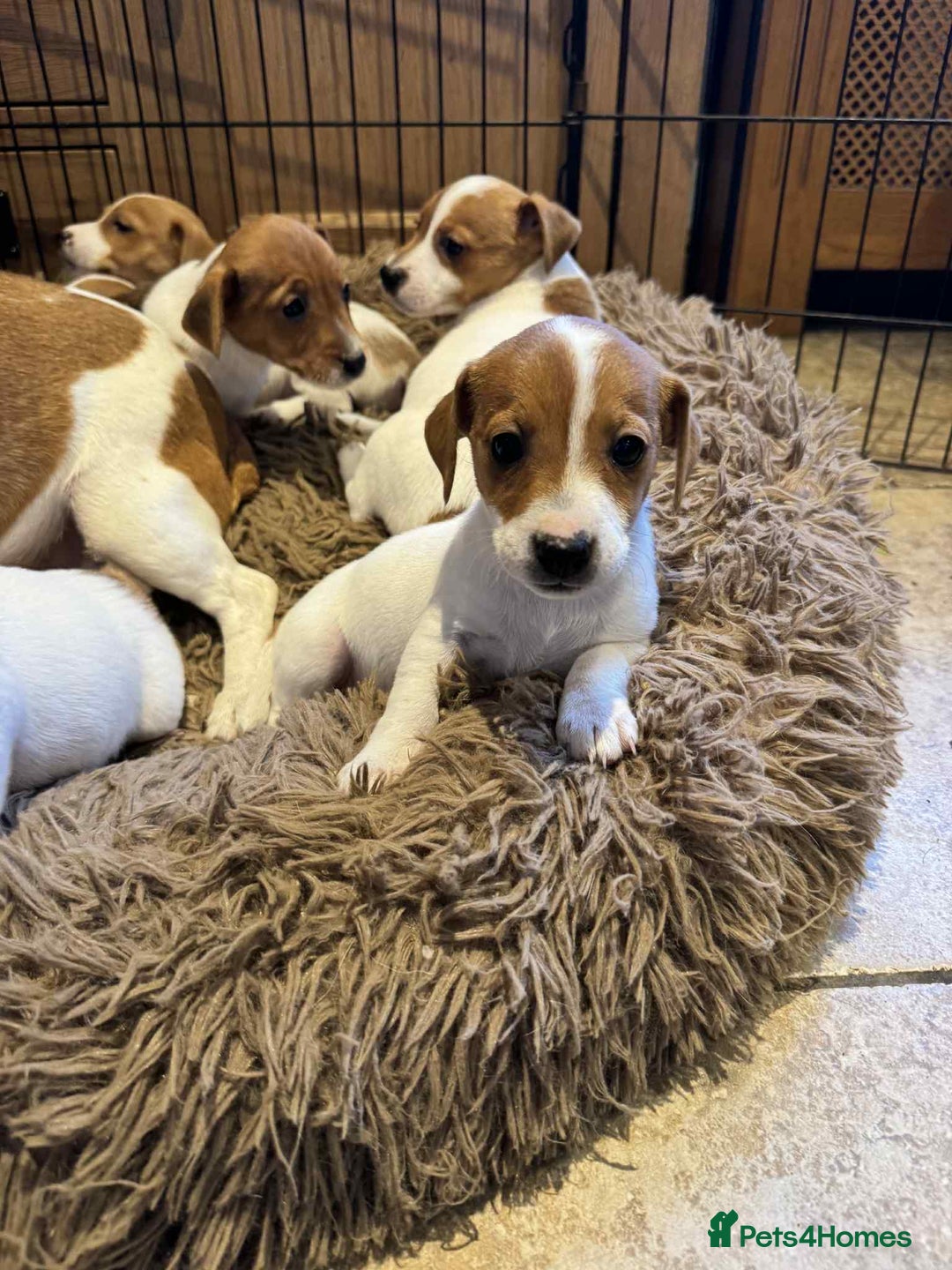 Jack Russell dogs for sale: Stunning litter of true short legged Jack russels  - Advert 3