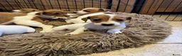 Jack Russell dogs for sale: Stunning litter of true short legged Jack russels  - Advert 4