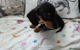 Miniature Dachshund dogs for sale: Shorthaired Minature Daschunds READY TO LEAVE NOW - Image 5