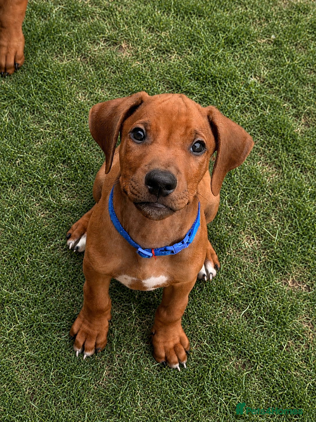 Rhodesian Ridgeback dogs Male Rhodesian Ridgeback  - Advert 1